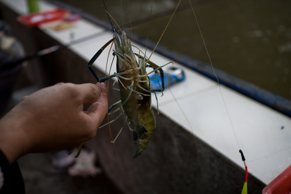 that food cray taipei cray shrimping 14 Taipei Cray !!! Gone Shrimping